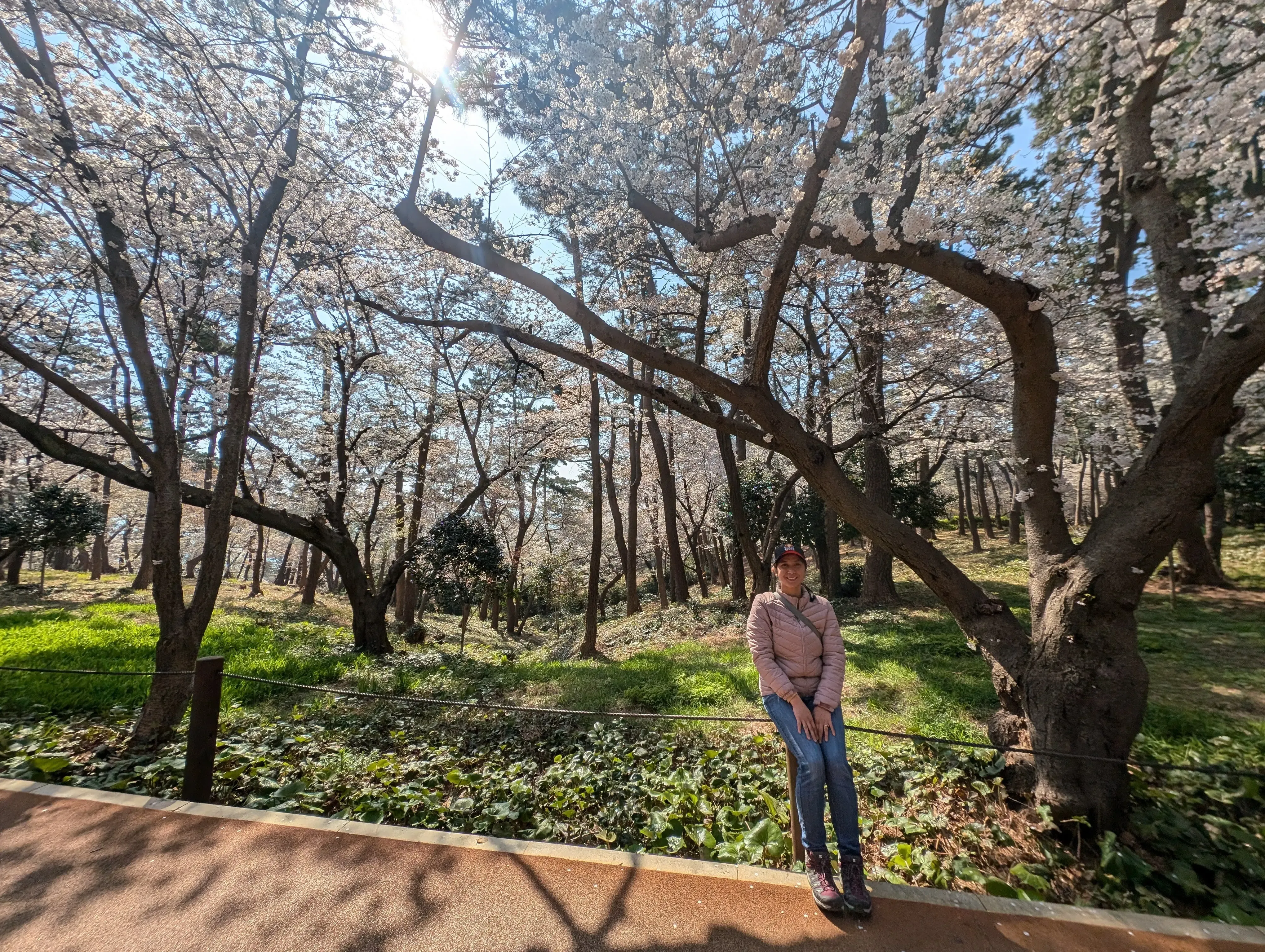 Cover image for Cherry Blossoms at Daewangam Park, South Korea